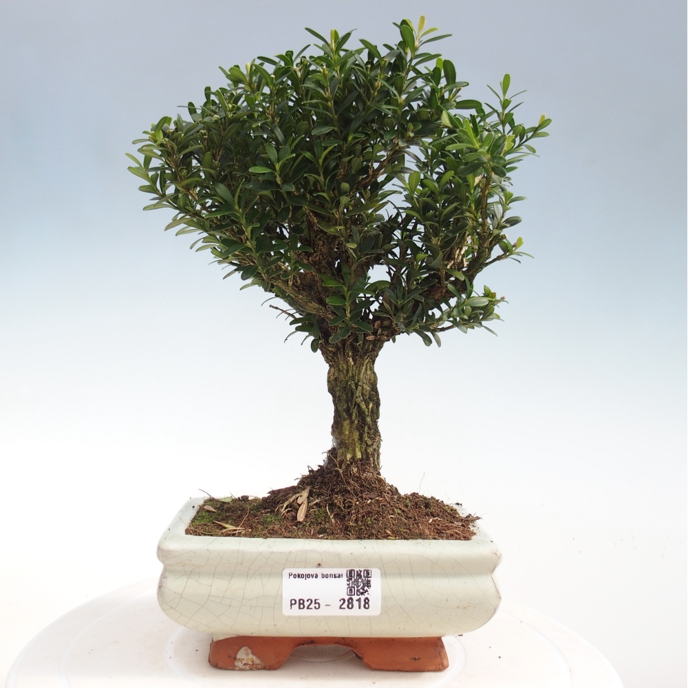 Pokój Bonsai - Buxus harlandii - Bukszpan korkowy