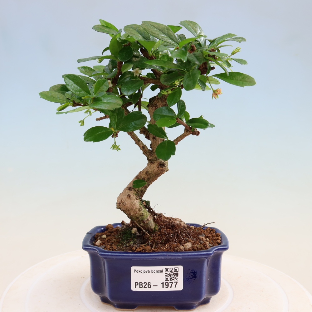 Bonsai pokojowe - Carmona macrophylla - Tea fuki