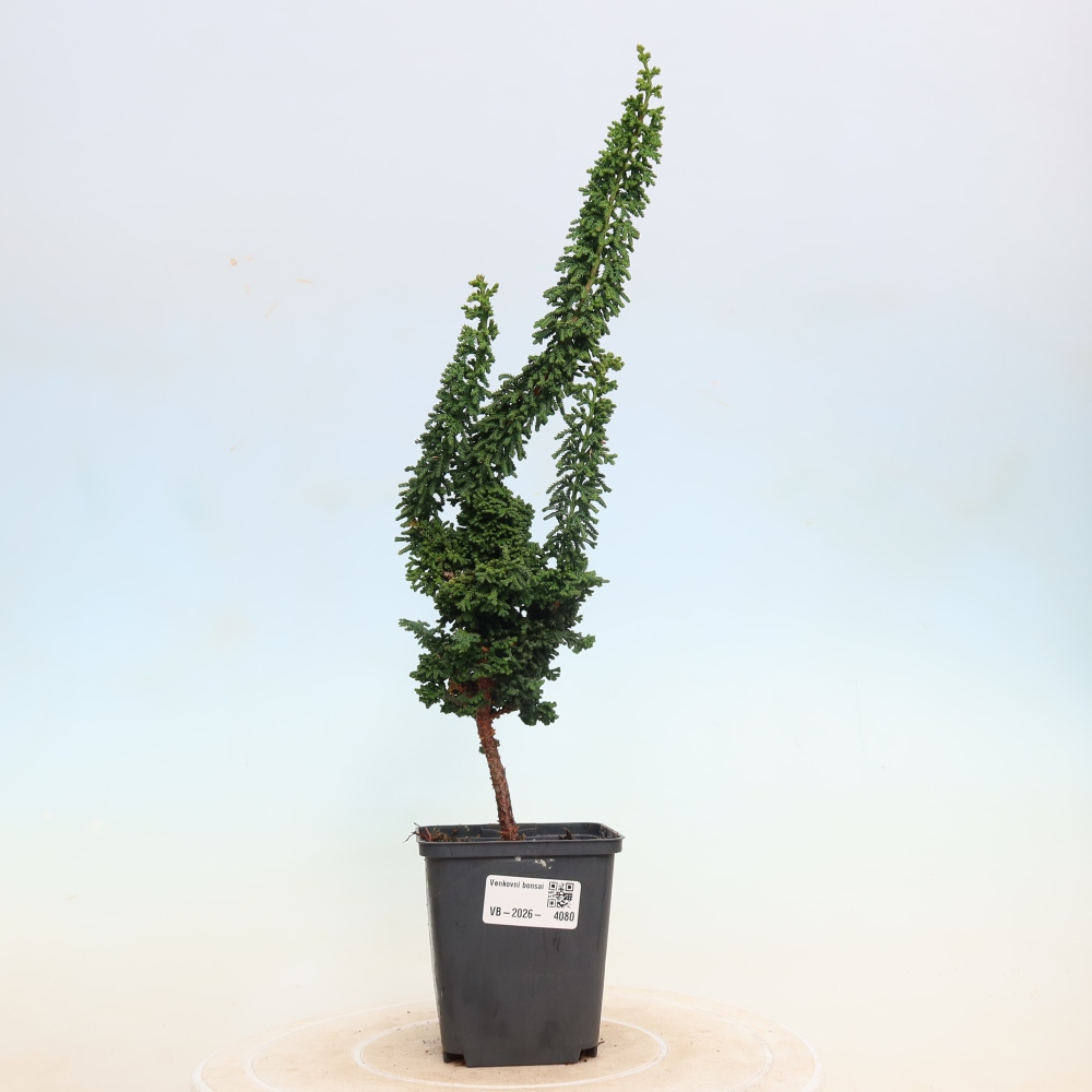 Bonsai zewnętrzne - Cham. obtusa SEKKA HINOKI - Cyprys