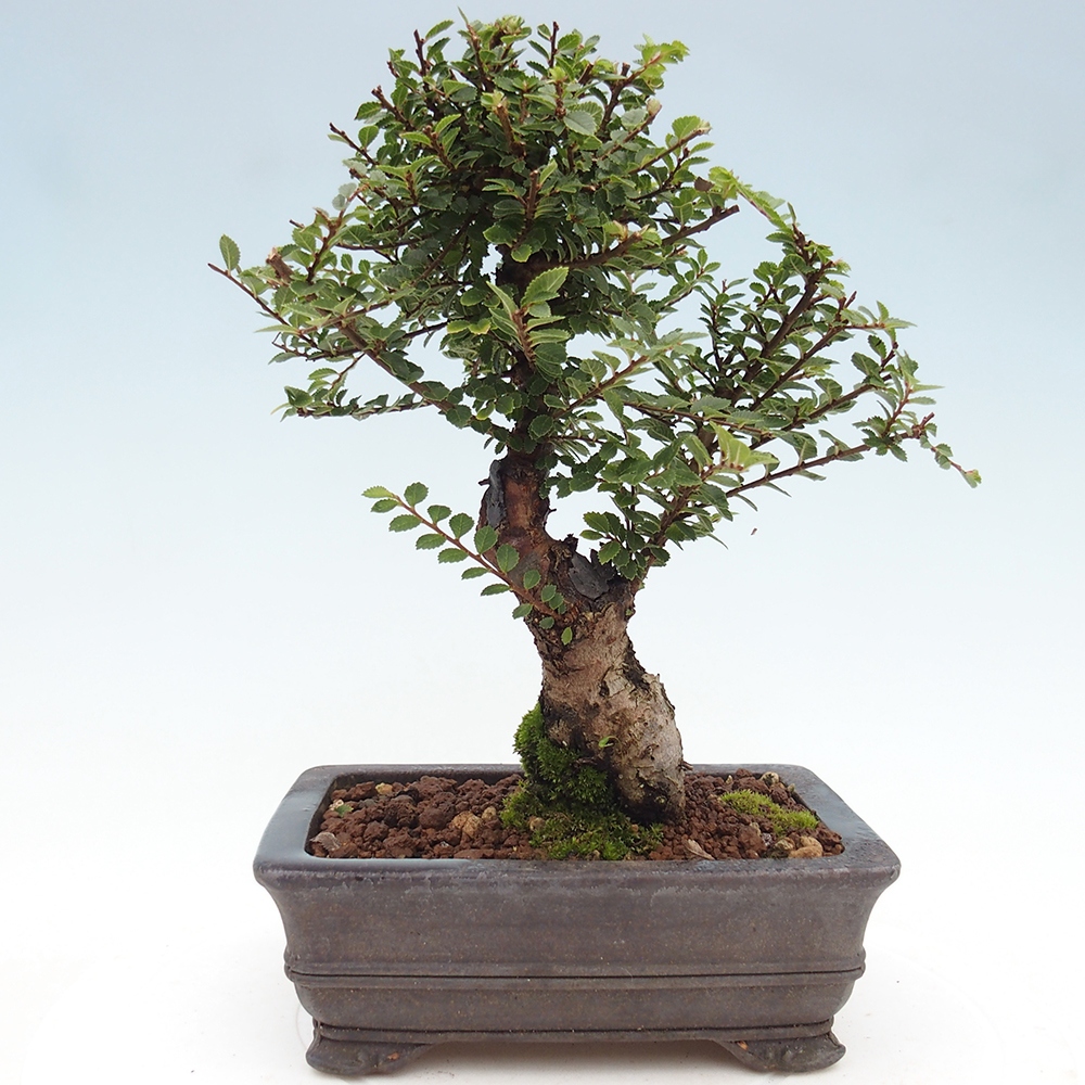 Bonsai zewnętrzne - Ulmus parvifolia Hokkaido - wiąz chiński