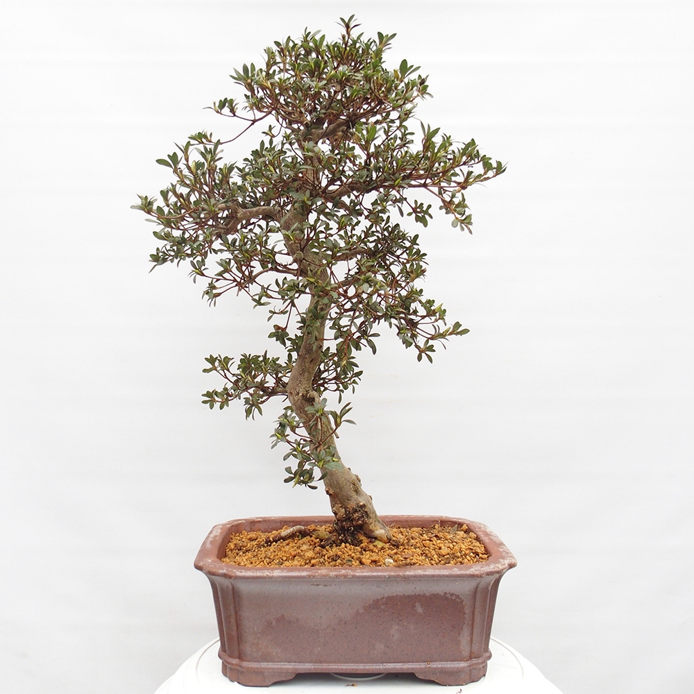 Bonsai zewnętrzne - Azalia japońska - Azalia satsuki