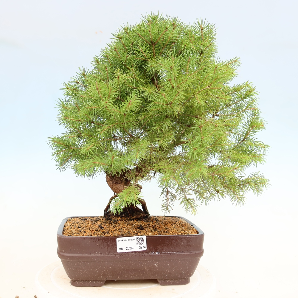 Outdoor bonsai - Świerk pospolity - Picea glauca globe