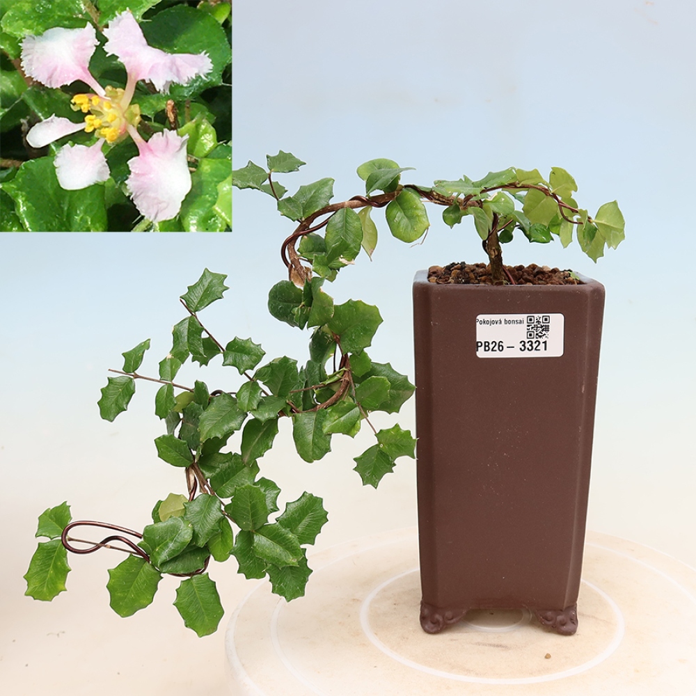 Bonsai pokojowe – Malpighia barbadoska – Malpighia coccigera