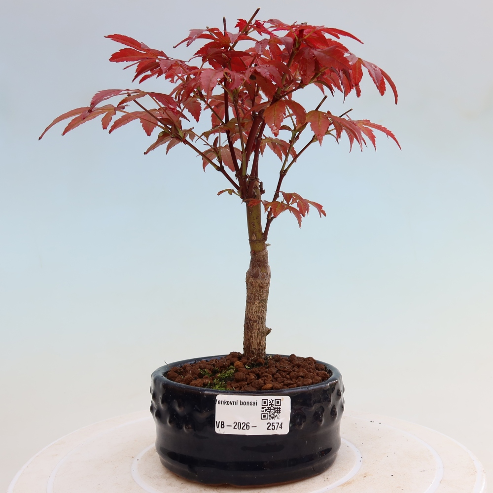 Bonsai na zewnątrz - Palma Acer. Atropurpureum-Javor palmate