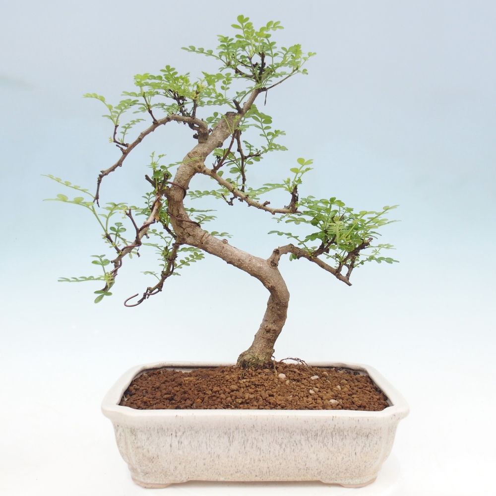 Pokój bonsai - Zantoxylum piperitum - drzewo pieprzowe