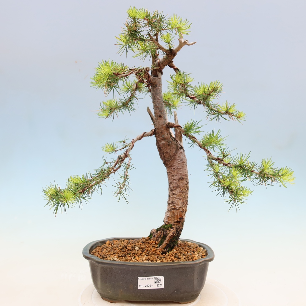 Bonsai zewnętrzne - Larix decidua - Modrzew