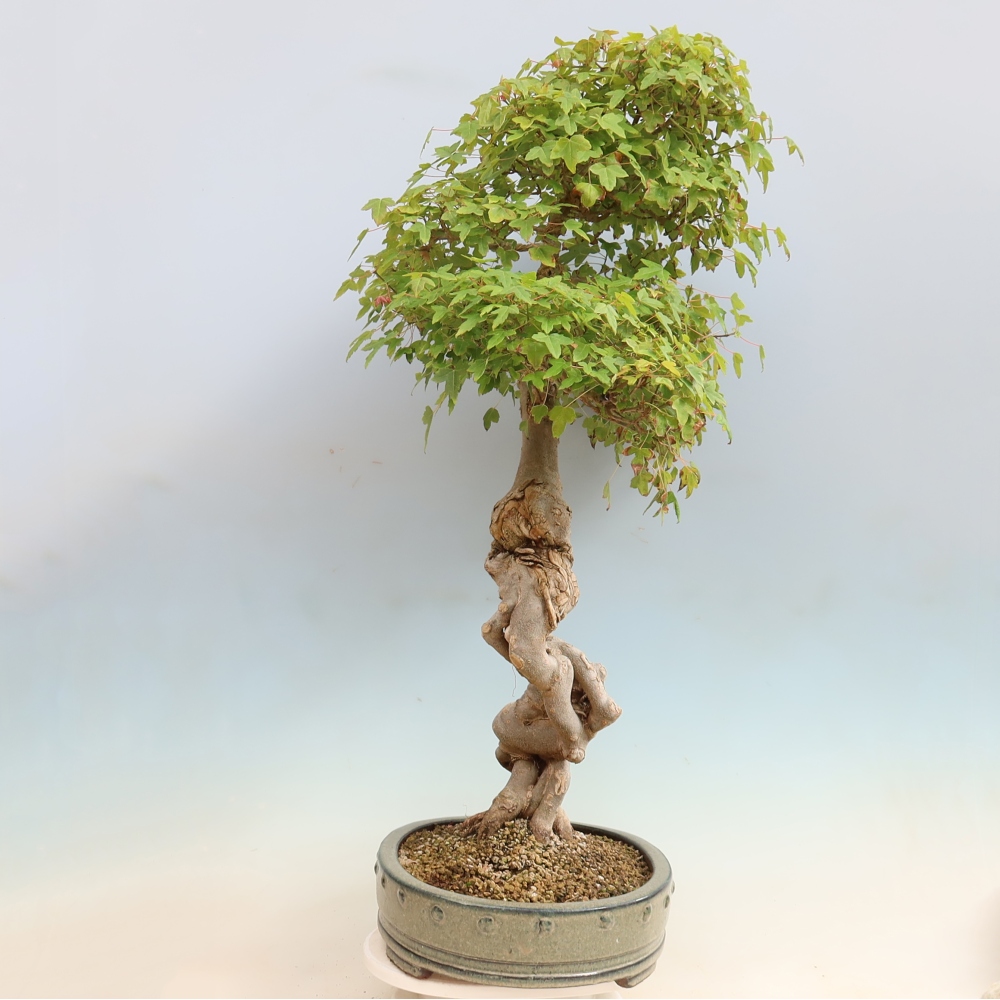 Outdoor bonsai - Acer Buergerianum - Klon Burger