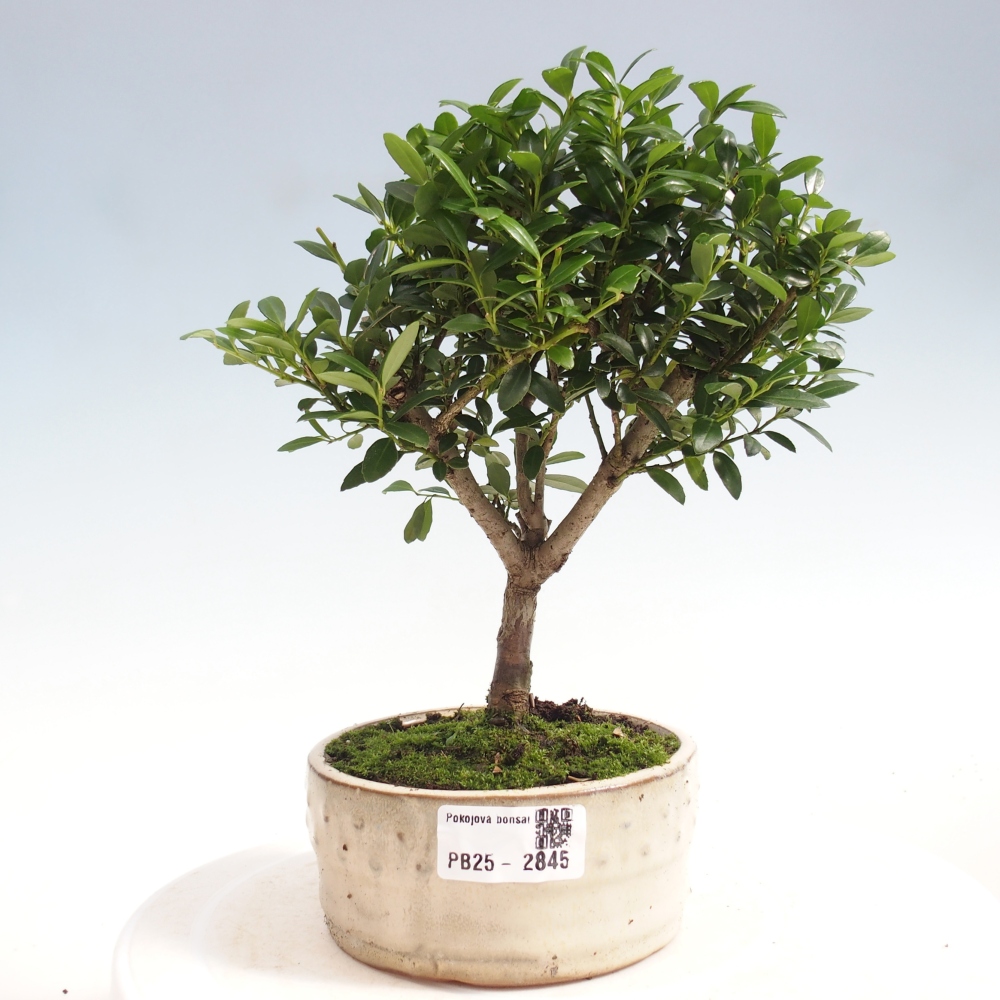 Kryty bonsai - Ilex crenata - Holly