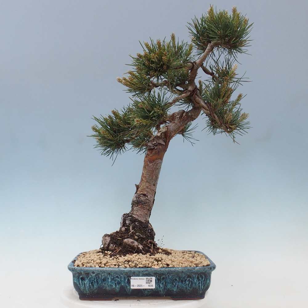 Outdoor bonsai - Pinus Sylvestris - sosna zwyczajna