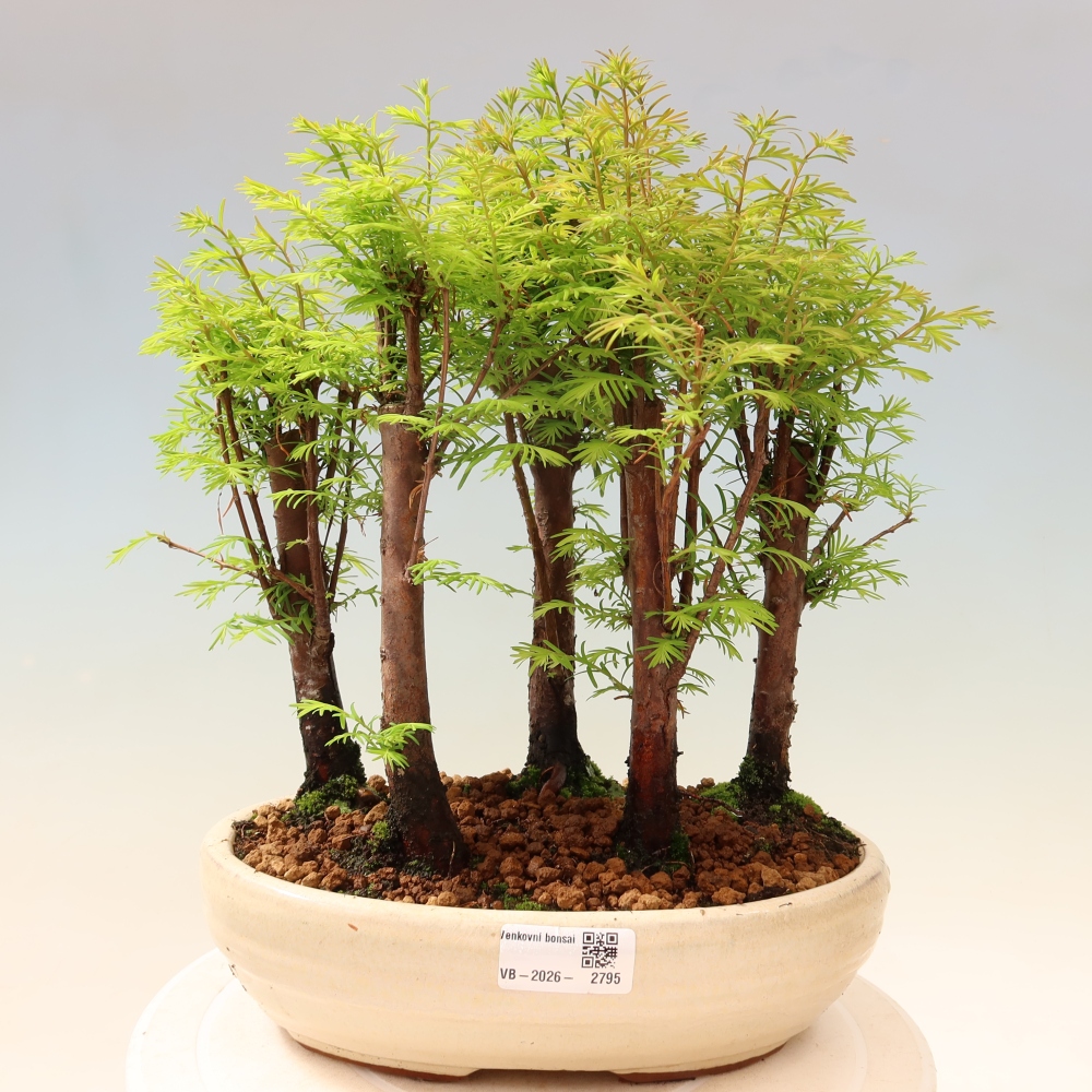 Bonsai ogrodowe – Metasequoia glyptostroboides – metasekwoja chińska – zagajnik