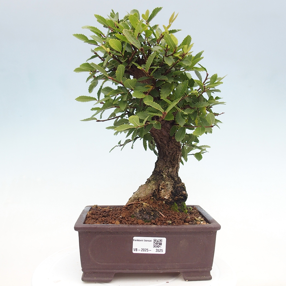 Bonsai na zewnątrz - Zelkova - Zelkova serrata