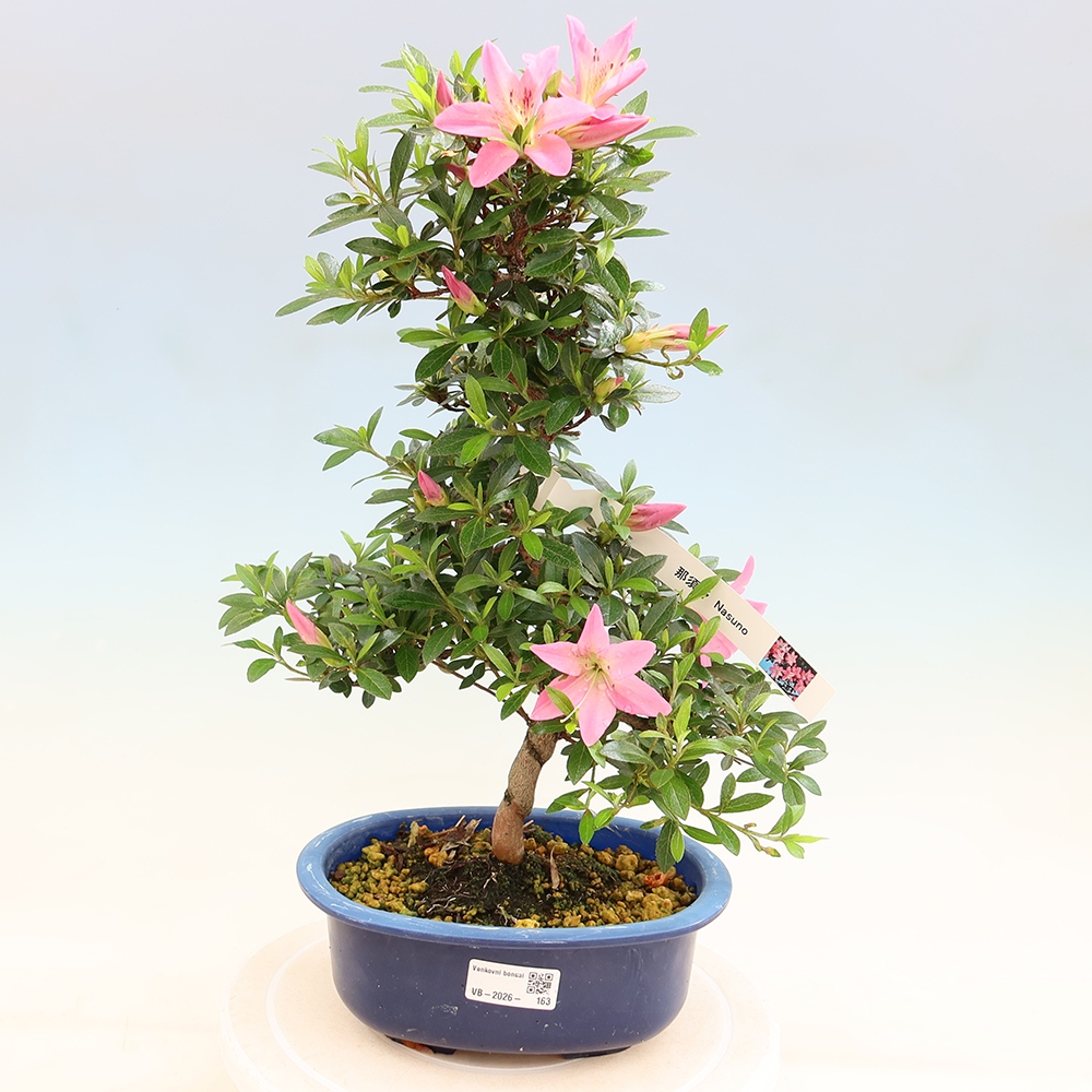 Outdoor bonsai - Azalia japońska - Azalia Nasuno