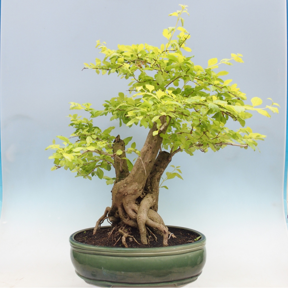 Bonsai pokojowe - Duranta erecta Aurea - WYŁĄCZNIE ODBIÓR OSOBISTY lub transport paletowy