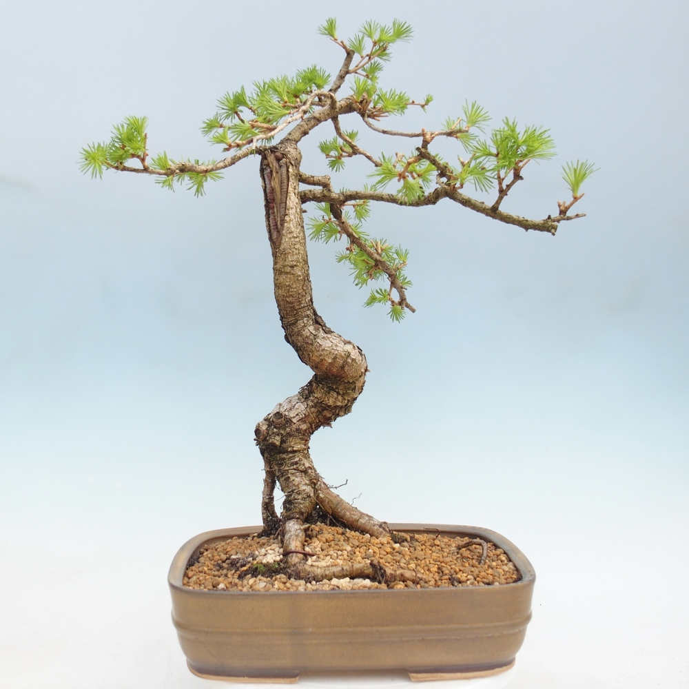 Bonsai zewnętrzne - Larix decidua - Modrzew