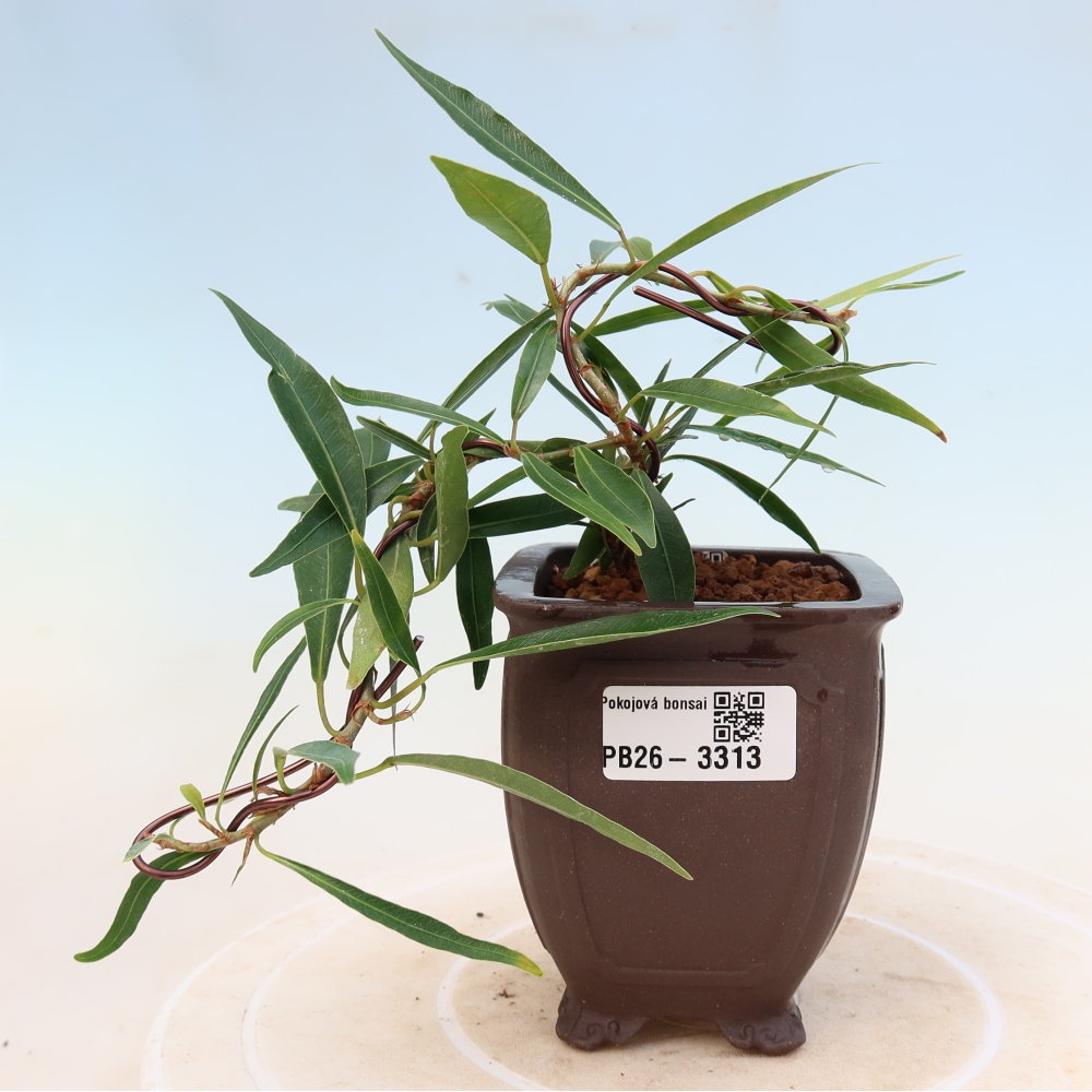 Pokój bonsai - Ficus nerifolia - figowiec drobnolistny