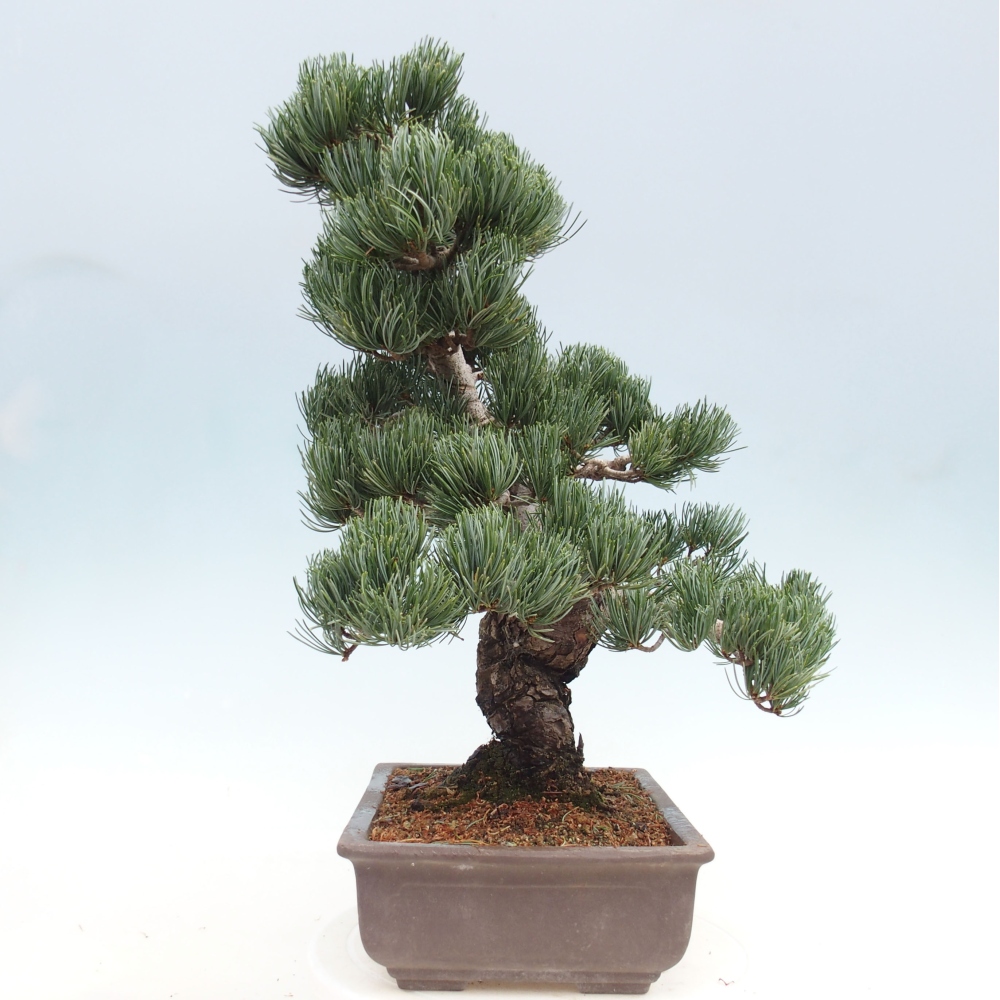 Outdoor bonsai - Pinus parviflora - Mała sosna