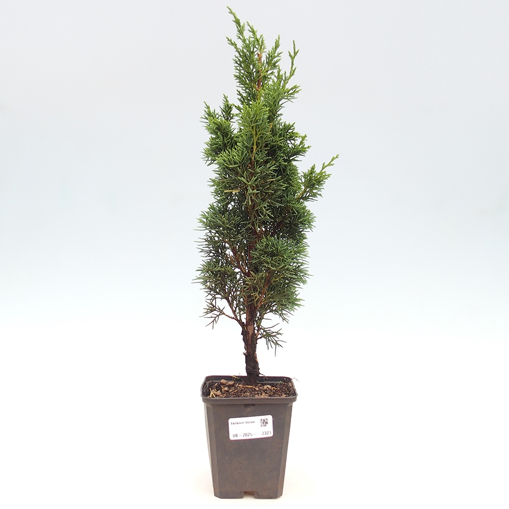 Outdoor bonsai - Juniperus chinensis Kishu - chiński jałowiec