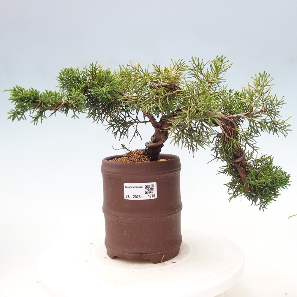 Bonsai zewnętrzne - Juniperus chinensis Kishu - Jałowiec chiński