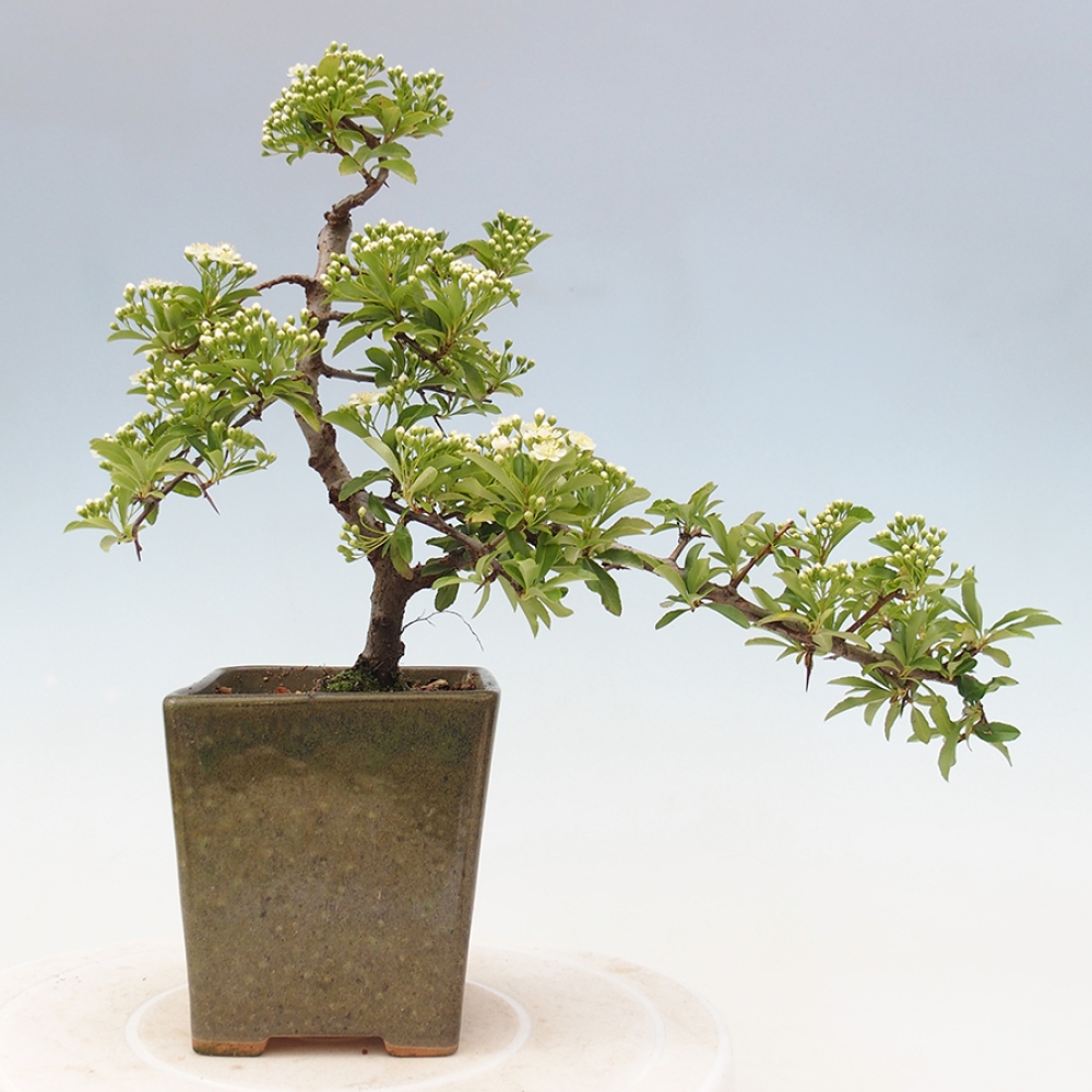 Outdoor Bonsai-Pyracanta Teton-Piekarnia