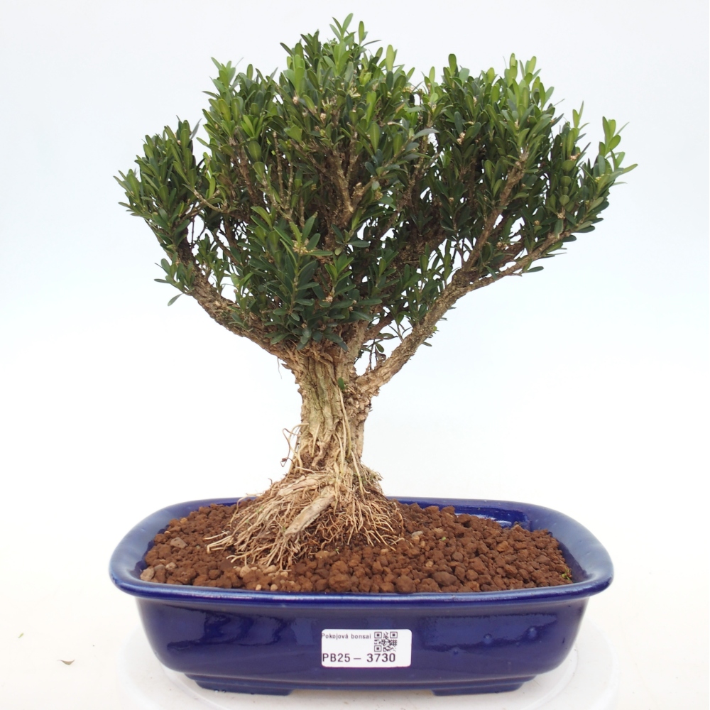 Pokój bonsai - Buxus harlandii - buxus korkowy