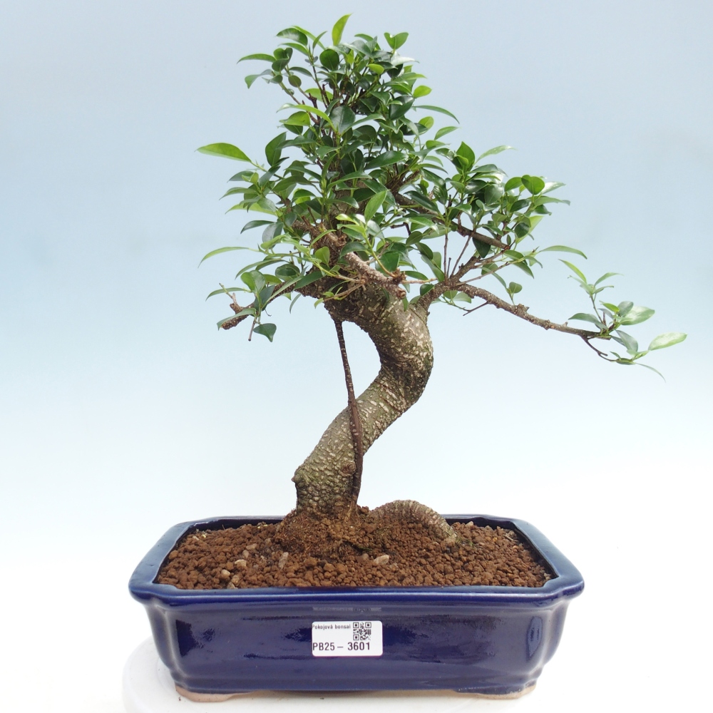 Pokój bonsai - Ficus kimmen - figowiec drobnolistny