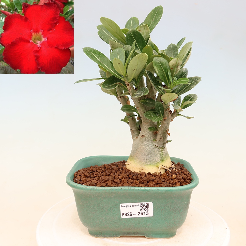 Bonsai pokojowe – Adenium obesum Red Star – Róża pustynna
