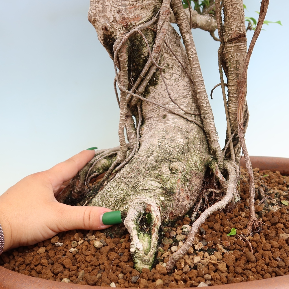 Pokój bonsai - Ficus kimmen - figowiec drobnolistny