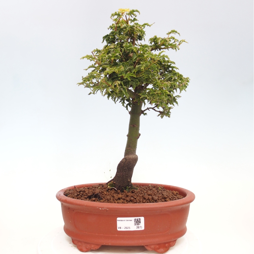Bonsai zewnętrzne - klon Acer palmatum Shishigashira