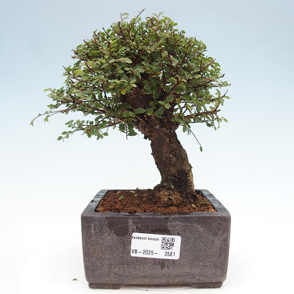 Bonsai zewnętrzne - Ulmus parvifolia Hokkaido - wiąz chiński