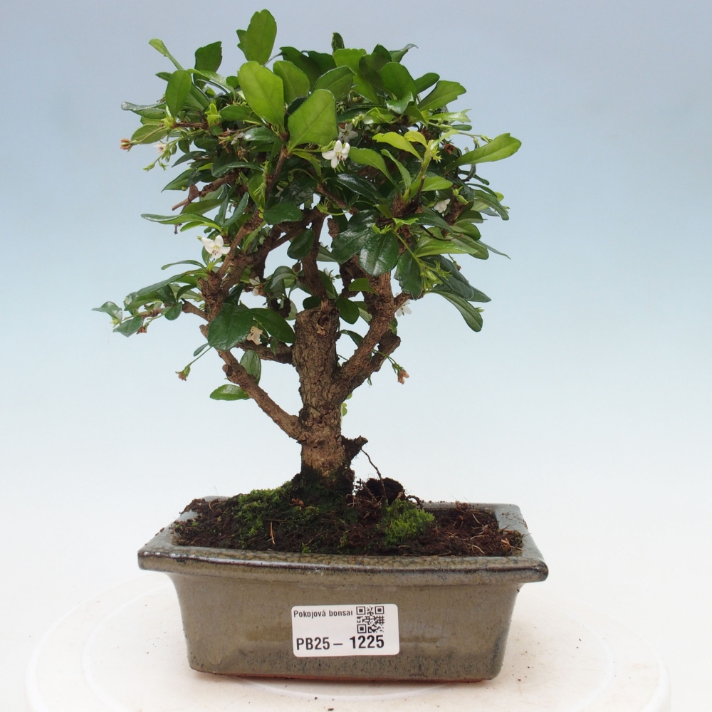 Bonsai wewnętrzne - Carmona makrophylla - Herbata Fuki