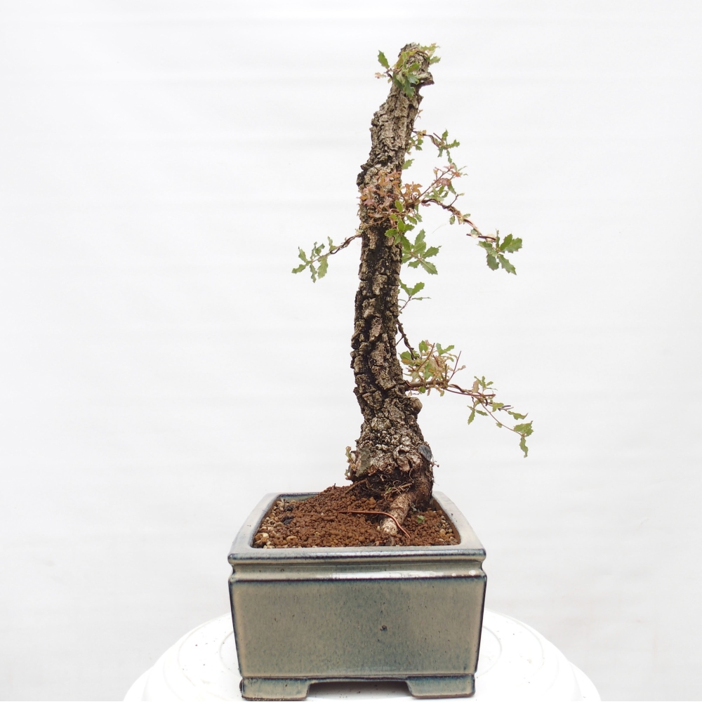 Yamadori - Quercus Ilex - Dąb ostrokrzewowy