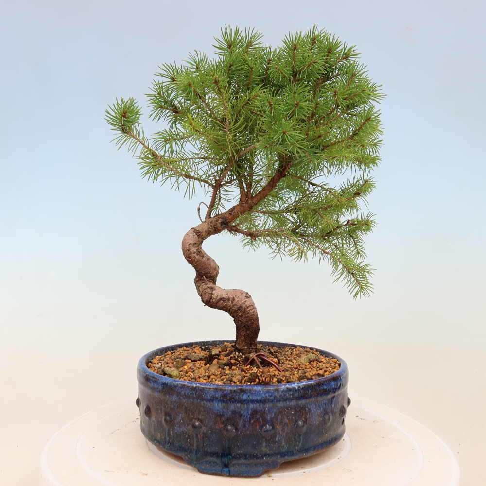 Outdoor bonsai - Świerk pospolity - Picea glauca globe