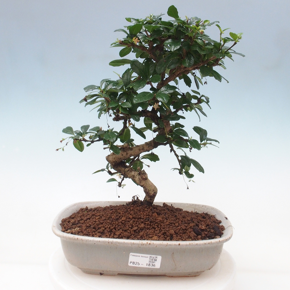 Pokój bonsai - Carmona macrophylla - Tea fuki