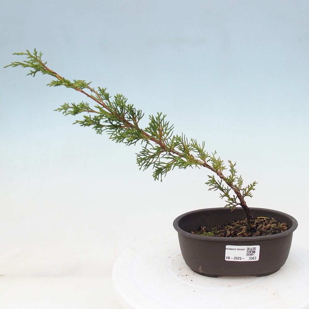 Outdoor bonsai - Juniperus chinensis Itoigawa - Jałowiec chiński