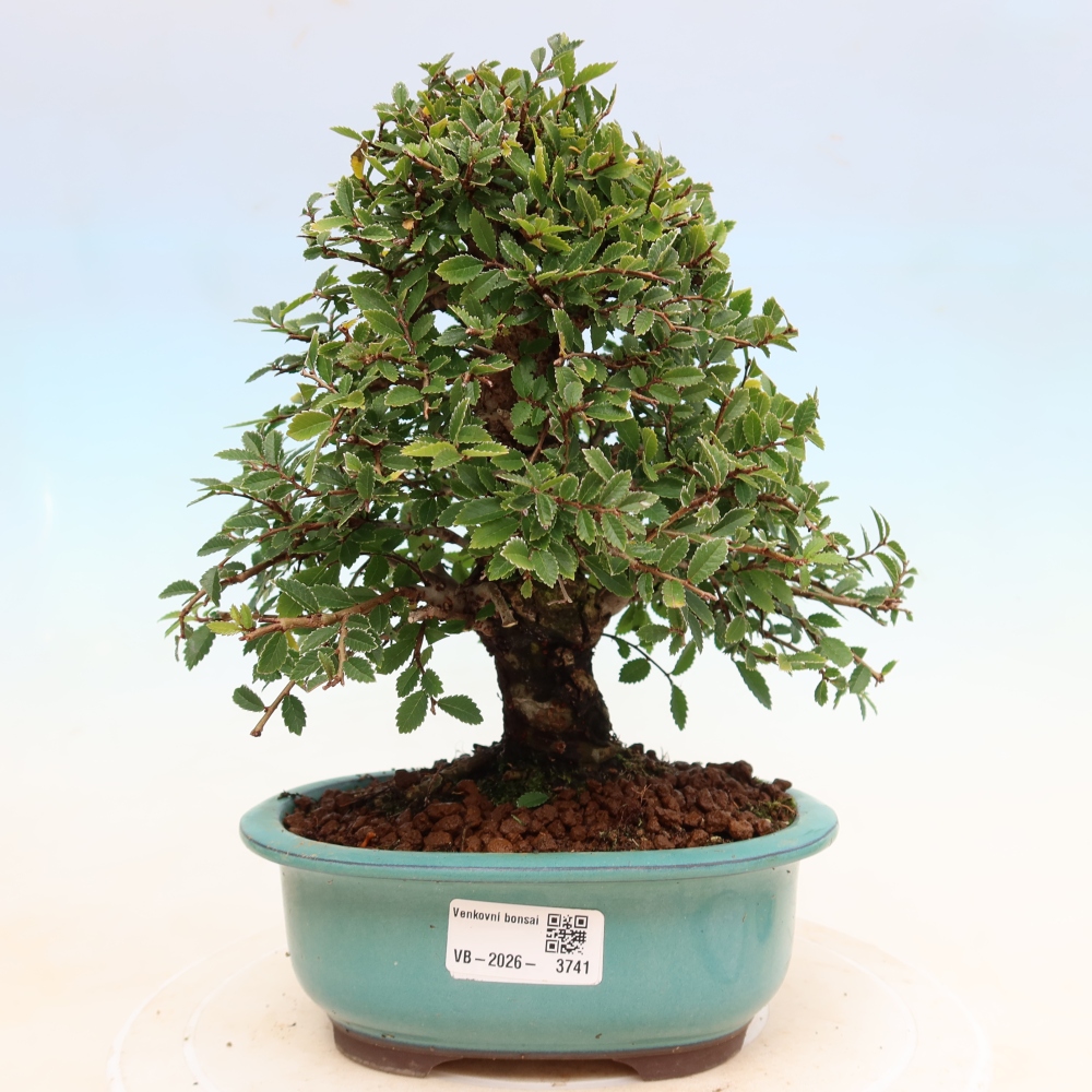 Bonsai zewnętrzne - Zelkova - Zelkova NIRE