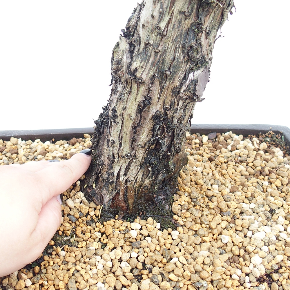 Bonsai plenerowe - Juniperus chinensis  - chiński jałowiec 