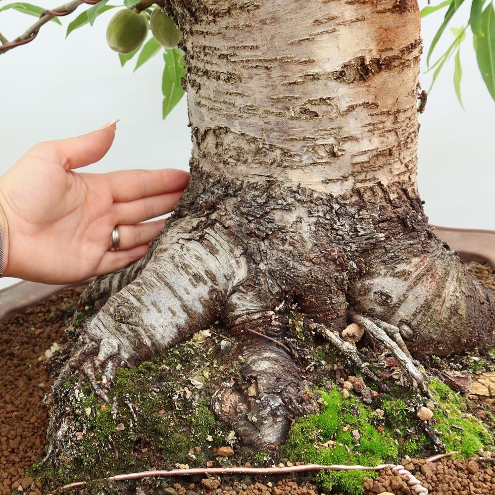 Bonsai ogrodowe – Prunus dulcis – Migdałowiec pospolity