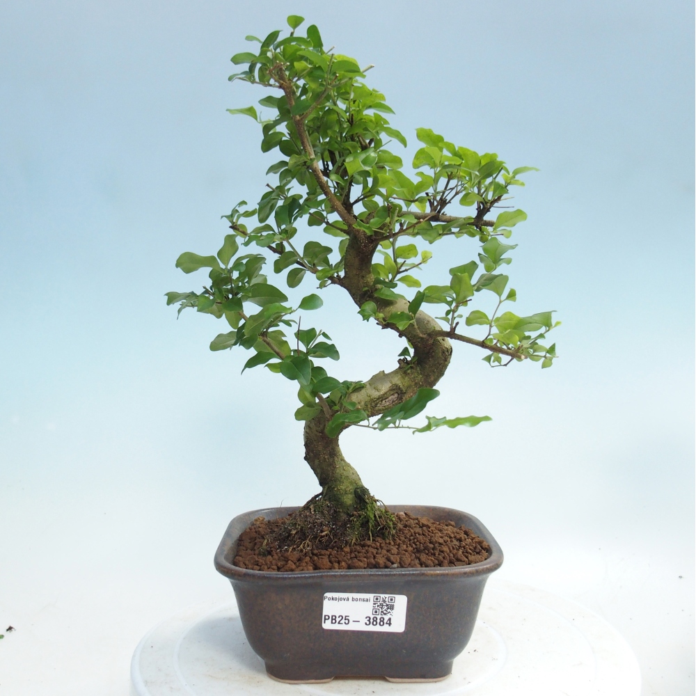 Pokój bonsai - Ligustrum chinensis - Dziób ptaka