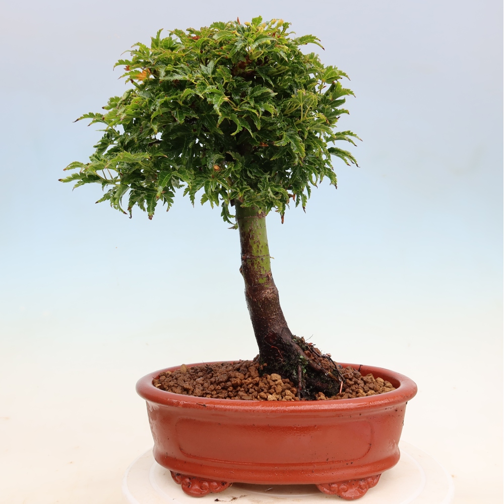 Outdoor bonsai - palma jaworowa Acer palmatum Shishigashira