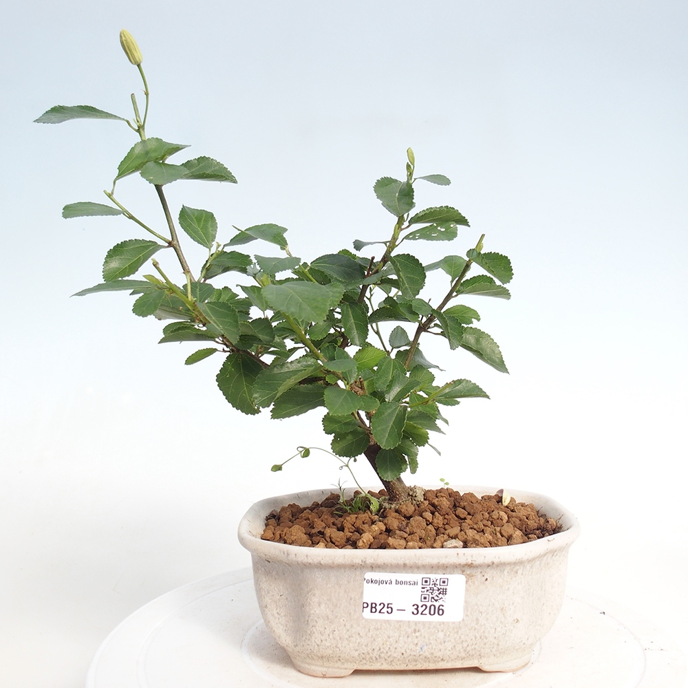 Kryty bonsai - Grewia occidentalis - Lawendowa gwiazda