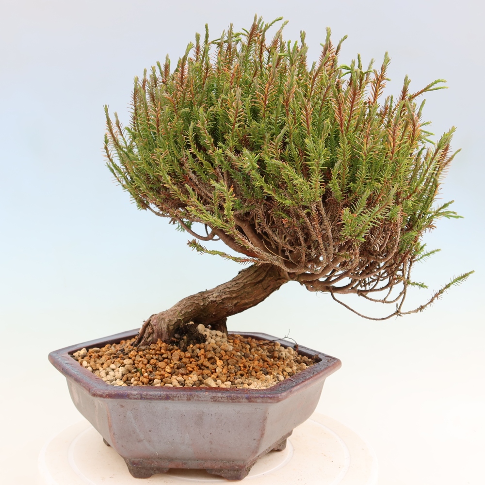 Bonsai ogrodowe – Cryptomeria – kryptomeria