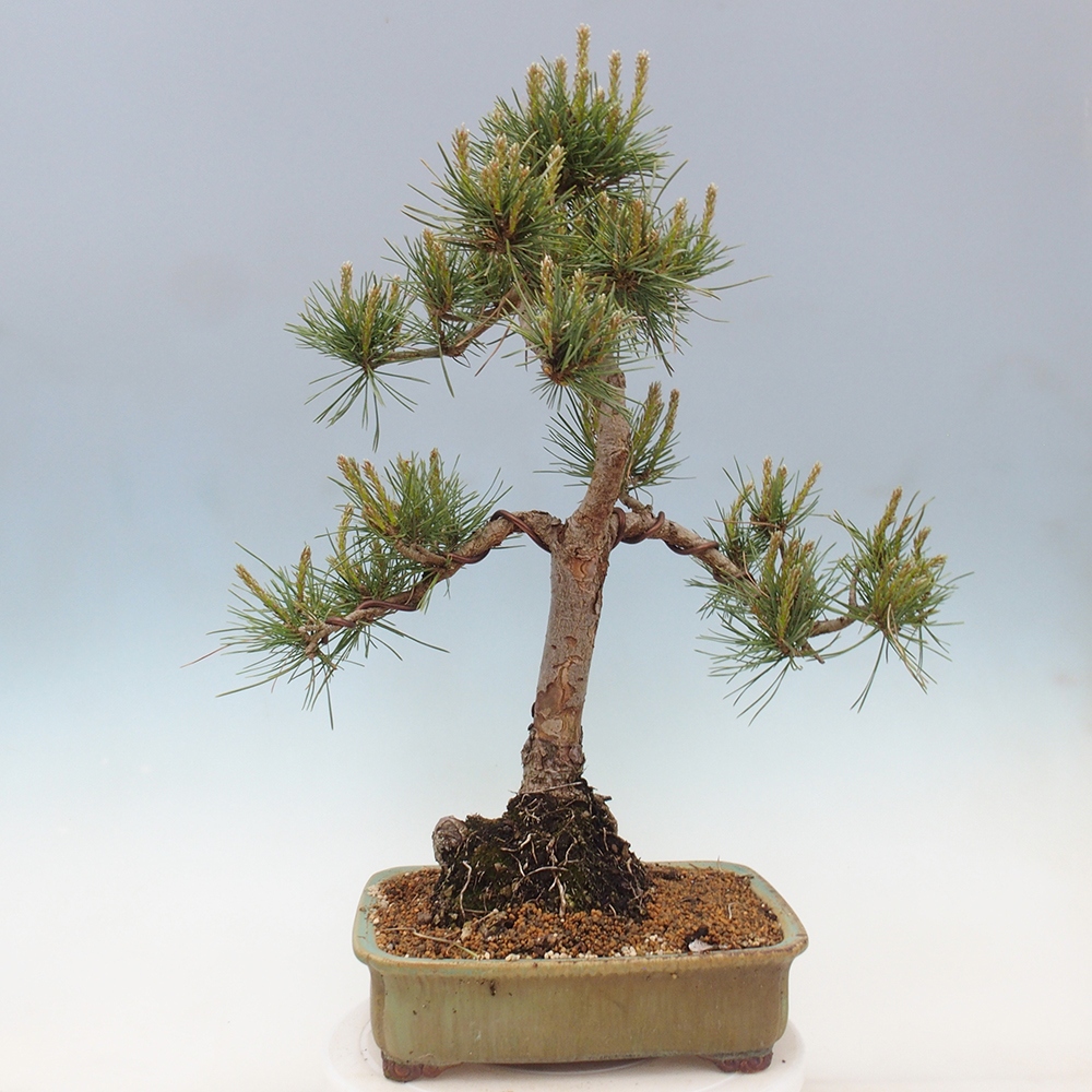 Outdoor bonsai - Pinus Sylvestris - sosna zwyczajna