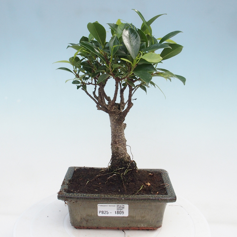 Bonsai wewnętrzne - Ficus retusa - figowiec drobnolistny