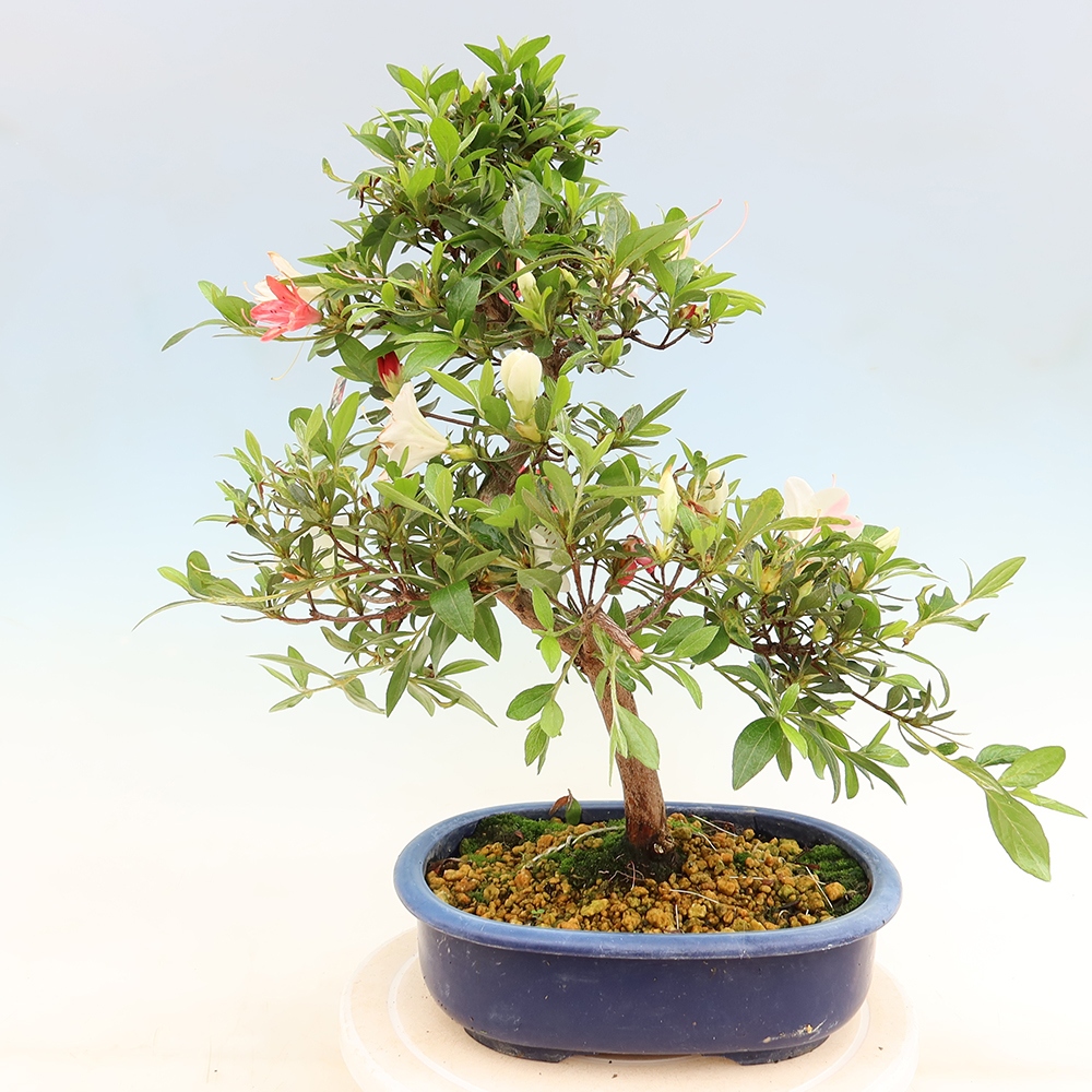Bonsai zewnętrzne - Azalia japońska - Azalia Senhime