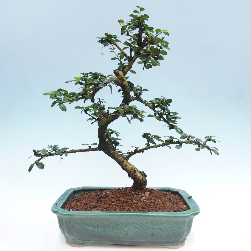 Bonsai pokojowe - Carmona macrophylla - Tea fuki