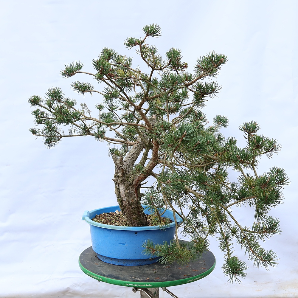 Pinus sylvestris Hiszpania – sosna zwyczajna