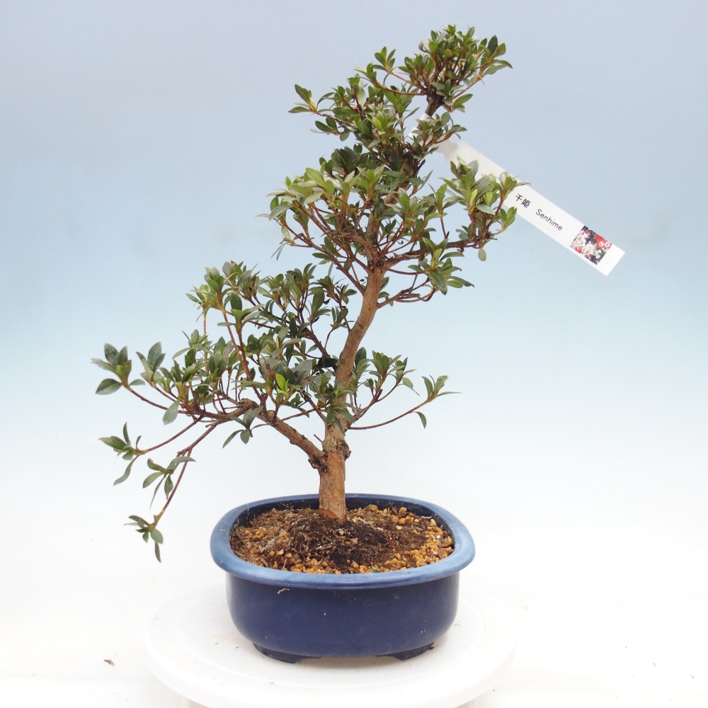 Bonsai zewnętrzne - Azalia japońska - Azalia Senhime