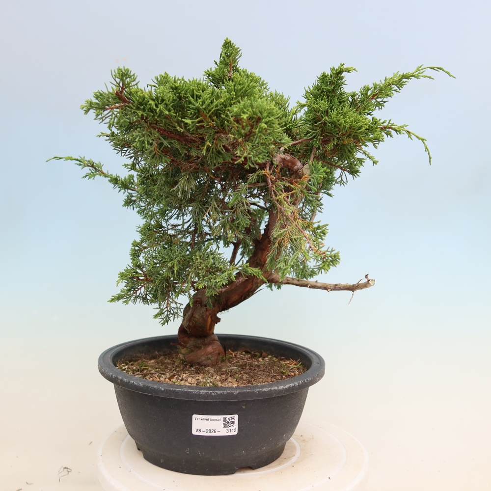 Bonsai ogrodowe – Juniperus chinensis Itoigawa – jałowiec chiński