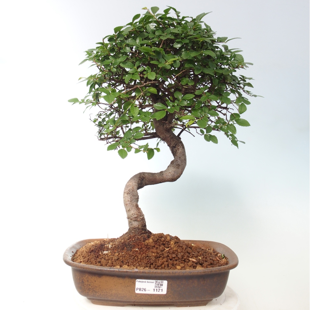 Pokój bonsai - Ulmus parvifolia - Wiąz drobnolistny