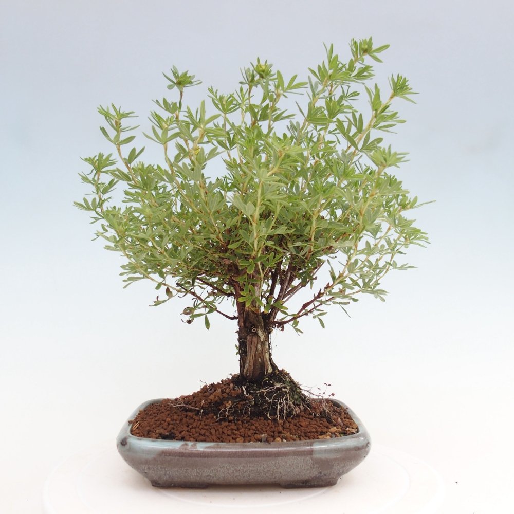 Outdoor bonsai-Pięciolistnik - Potentila fruticosa żółty Ptak